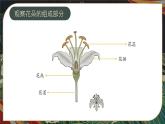2024-2025學(xué)年湘美版美術(shù)一年級(jí)下冊(cè)1.2《花朵之美》課件+素材