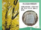 2024-2025學(xué)年湘美版美術(shù)一年級(jí)下冊(cè)1.1《大樹(shù)的模樣》課件+素材