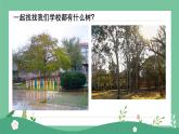 2024-2025學(xué)年湘美版美術(shù)一年級(jí)下冊(cè)1.1《大樹(shù)的模樣》課件+素材