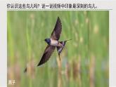 2024-2025學(xué)年湘美版美術(shù)一年級(jí)下冊(cè)1.3《可愛(ài)的小鳥(niǎo)》課件+素材