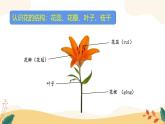 2024-2025學(xué)年湘美版美術(shù)一年級下冊2.1《送你一束花》課件+素材
