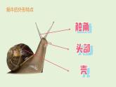 2024-2025學(xué)年湘美版美術(shù)一年級(jí)下冊(cè)3.1《小蝸牛慢慢爬》課件+素材