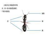 2024-2025學年湘美版美術一年級下冊3.4《地下王國》課件+素材