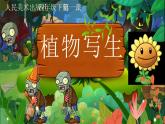 課件   小學美術(shù)人美版四年級第一課植物的寫生