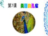 人教版（2024）小學(xué)美術(shù) 第7課《美麗的孔雀》課件