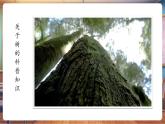 【新教材核心素養(yǎng)】嶺南版美術(shù)一年級(jí)下冊(cè)第5課《陽光下成長》教學(xué)課件+同步教案