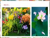 【核心素養(yǎng)優(yōu)質(zhì)課】人美版美術(shù)四年級下冊第1課《植物寫生》教學課件+同步教案+素材