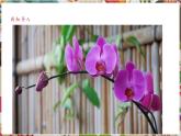【核心素養(yǎng)優(yōu)質(zhì)課】人美版美術(shù)四年級下冊第1課《植物寫生》教學課件+同步教案+素材