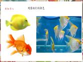 【核心素養(yǎng)優(yōu)質(zhì)課】人美版美術(shù)四年級(jí)下冊(cè)第9課《用彩墨畫(huà)魚(yú)》教學(xué)課件+同步教案+素材