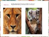 【核心素養(yǎng)優(yōu)質(zhì)課】人美版美術(shù)四年級下冊第10課《動物的臉》教學(xué)課件+同步教案+素材