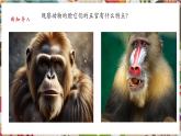 【核心素養(yǎng)優(yōu)質(zhì)課】人美版美術(shù)四年級下冊第10課《動物的臉》教學(xué)課件+同步教案+素材