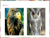 【核心素養(yǎng)優(yōu)質(zhì)課】人美版美術(shù)四年級下冊第10課《動物的臉》教學(xué)課件+同步教案+素材