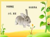人教版（2024）美術(shù)一年級(jí)上冊(cè)第1課 新龜兔賽跑 課件