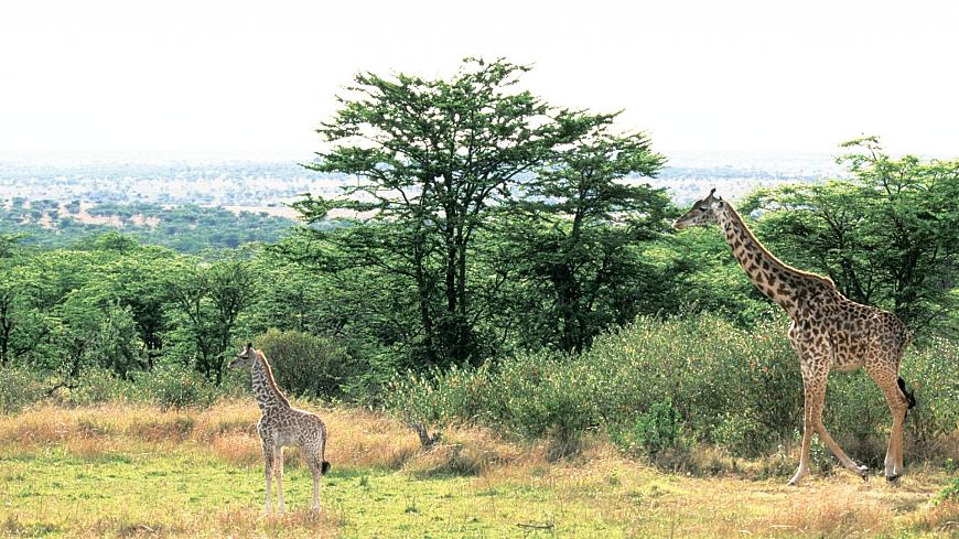 冀美版美术一年级下册第一单元 第一课《我喜欢的动物》（课件）第5页