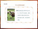 【核心素養(yǎng)優(yōu)質(zhì)課】嶺南版美術(shù)五年級下冊第17課《群居動物模型》課件+同步教案+視頻