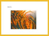 【新教材新課標(biāo)】人教版美術(shù)一年級(jí)上冊(cè)第二單元第1課《落葉去那兒了》課件+核心素養(yǎng)教案+視頻9
