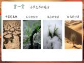 【新教材核心素養(yǎng)】嶺南版美術一年級下冊第16課《草本說》教學課件+同步教案