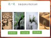 【新教材核心素養(yǎng)】嶺南版美術一年級下冊第16課《草本說》教學課件+同步教案