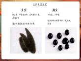 【新教材核心素養(yǎng)】嶺南版美術一年級下冊第18課《探尋宣紙的秘密》教學課件+同步教案