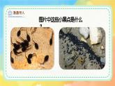新湘美版小學(xué)美術(shù)二年級上冊第四單元2小蝌蚪課件+素材