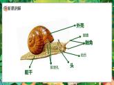 人教版(2024)一年級(jí)上冊(cè)美術(shù)第10課 蝸牛的堅(jiān)持 課件+教學(xué)設(shè)計(jì)