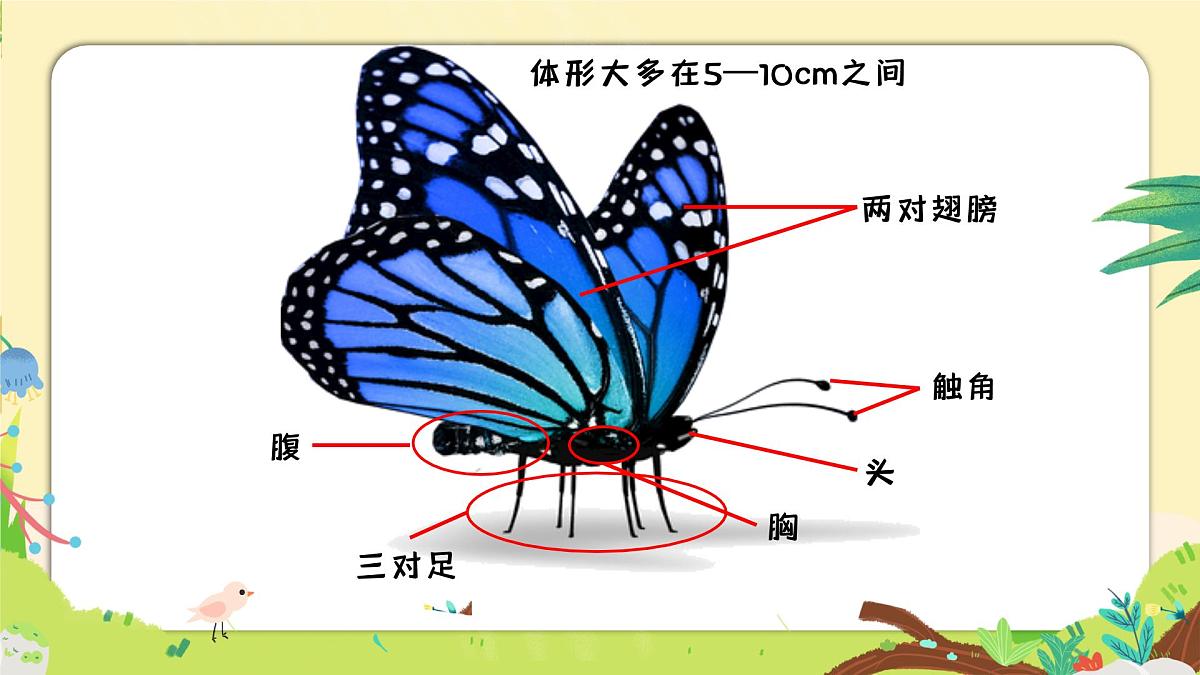 湘美版四年级美术上册 蝴蝶落我家（课件）第6页