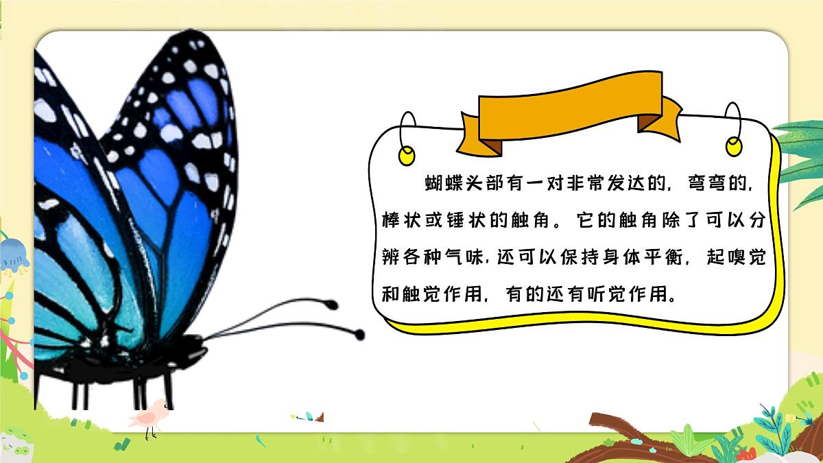 湘美版四年级美术上册 蝴蝶落我家（课件）第7页