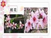 新冀美版小學美術(shù)一上 3-1《花兒真美麗》教學課件