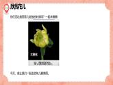 新冀美版小學美術(shù)一上 3-2《畫朵漂亮的花》活動課件
