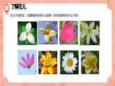新冀美版小學美術(shù)一上 3-2《畫朵漂亮的花》活動課件
