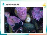 新冀美版小學美術(shù)一上 7-1《探秘海底世界》教學課件