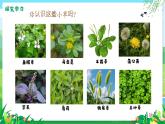 新湘美版小學(xué)美術(shù)三年級上冊第二單元1草叢中課件+素材