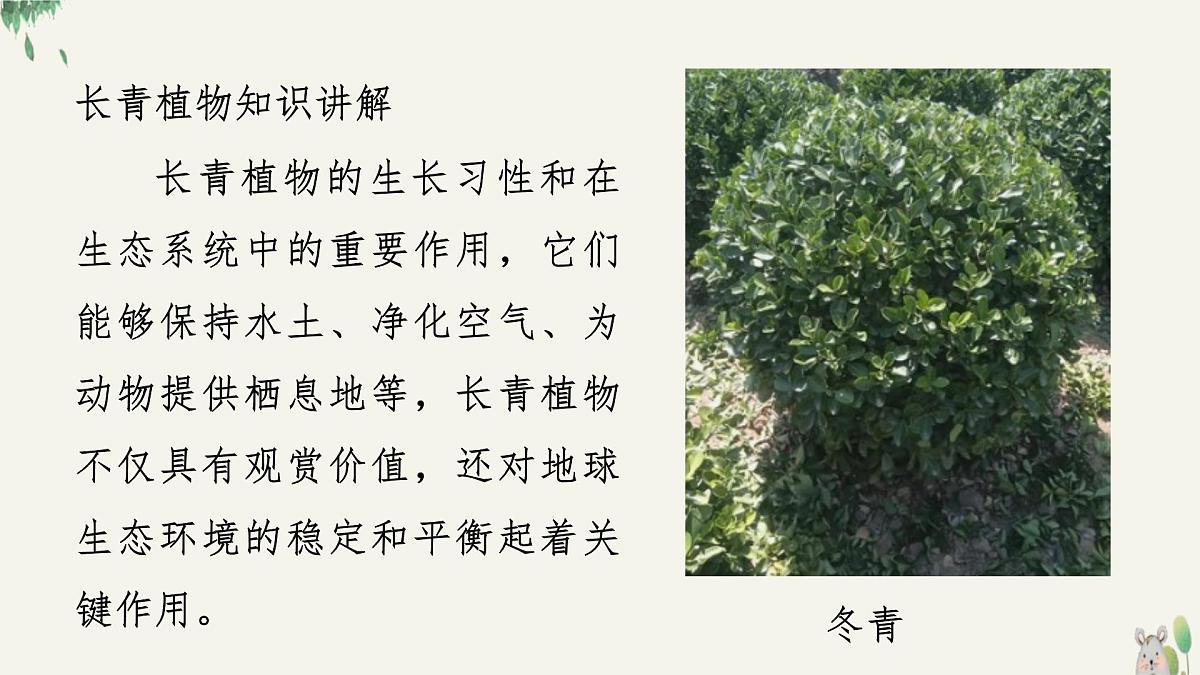 岭南版（2025秋）三年级上册美术第五单元第15课《万年长青》课件第5页