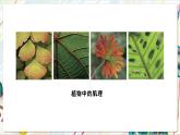 人教版美術(shù)一年級下冊第一單元 第三課《 大地的母親  大地的肌理》 課件