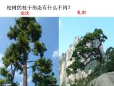 人教版小學(xué)美術(shù)五年級下冊第11課 《學(xué)畫松樹》 課件
