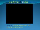 美術(shù)人教版六年級上冊第四課線描畫中的黑白對比 課件