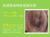 湘美版小學(xué)六年級下冊美術(shù)第5課《瓶花與水果》課件PPT