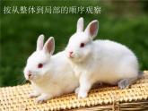 蘇少版二年級美術(shù)下冊5.動物朋友（二） 課件PPT