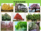 蘇少版二年級(jí)美術(shù)下冊(cè)第9課　樹(shù)上樹(shù)下（一）課件PPT