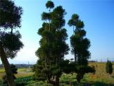 蘇少版二年級(jí)美術(shù)下冊(cè)11.水墨畫(huà)樹(shù) 課件PPT