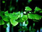 蘇少版二年級(jí)美術(shù)下冊第13課　會(huì)變的花、樹、葉6 課件PPT