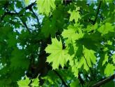 蘇少版二年級(jí)美術(shù)下冊第13課　會(huì)變的花、樹、葉6 課件PPT