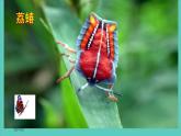 蘇少版二年級美術(shù)下冊 第14課 蟲蟲蟲（一）課件PPT