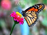 蘇少版二年級(jí)美術(shù)下冊(cè)15.蟲(chóng)蟲(chóng)蟲(chóng)（二） 課件PPT