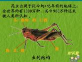 蘇少版二年級(jí)美術(shù)下冊(cè)15.蟲(chóng)蟲(chóng)蟲(chóng)（二） 課件PPT