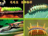 蘇少版二年級(jí)美術(shù)下冊(cè)15.蟲(chóng)蟲(chóng)蟲(chóng)（二） 課件PPT