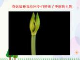 人教版小學美術一年級上冊   11.花兒寄深情   同步課件