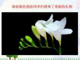 人教版小學美術一年級上冊   11.花兒寄深情   同步課件
