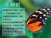 第16課 蝴蝶飛 課件