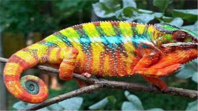 二年级下册美术课件-第17课 会爬的玩具（16）-人教版03